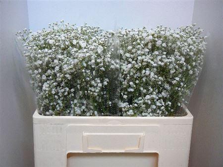 <h4>Gyps Pa Xlence</h4>