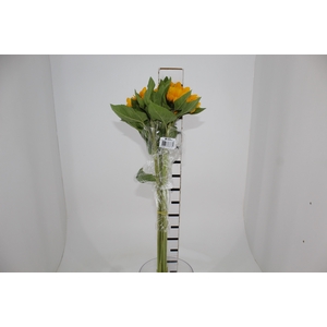 GIRASSOL 080 CM