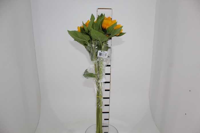 <h4>GIRASSOL 080 CM</h4>