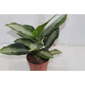AGLAONEMA PATAYA P17