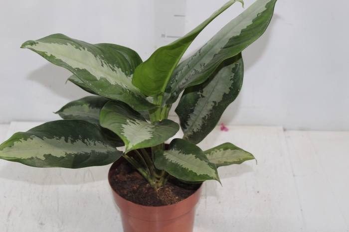 <h4>AGLAONEMA PATAYA P17</h4>