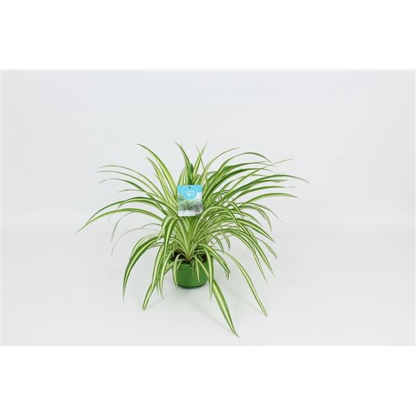<h4>HangonGreen Chlorophytum Vitatum 14 cm</h4>