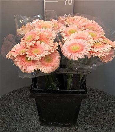 Ge Gr Carlita Salmone