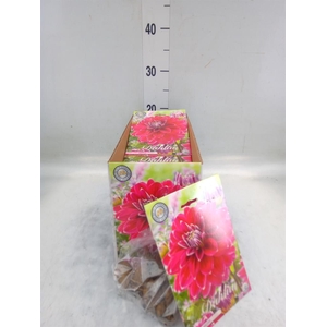 Dahlia   ...flowerbulbs