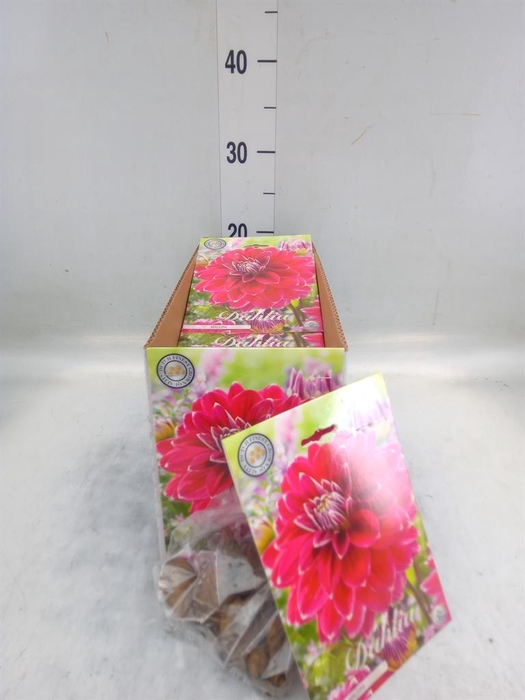Dahlia   ...flowerbulbs