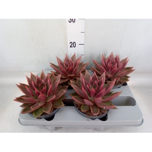 Echeveria   ...