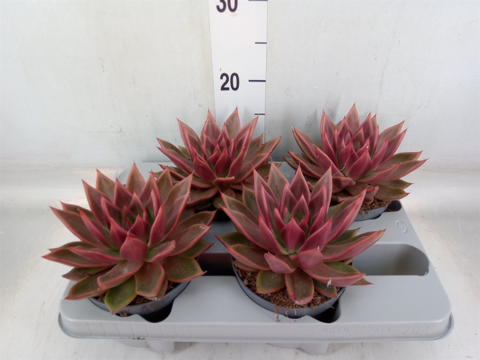 <h4>Echeveria   ...</h4>