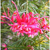 Grevillea robusta
