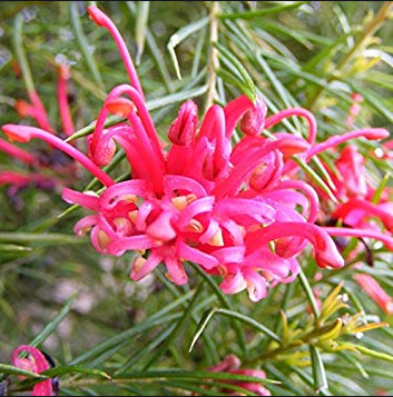 Grevillea robusta