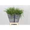 Panicum Fountain