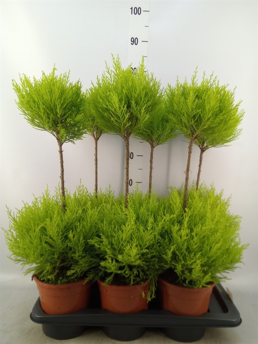 <h4>Cupressus macro. 'Goldcrest' .shape</h4>