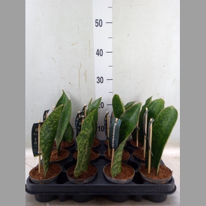 Sansevieria   ...