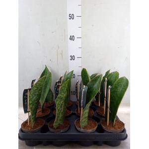 Sansevieria   ...