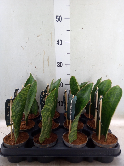 <h4>Sansevieria   ...</h4>