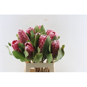 Protea Empress