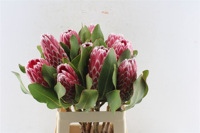 <h4>Protea Empress</h4>
