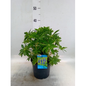 Lupinus polyp. 'Lupini Blue Shades'