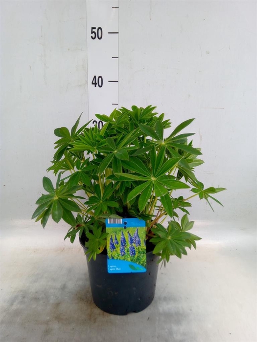 <h4>Lupinus polyp. 'Lupini Blue Shades'</h4>