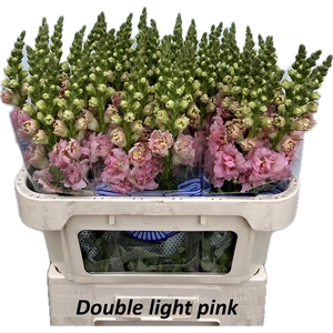 Antir Double Pink Ex