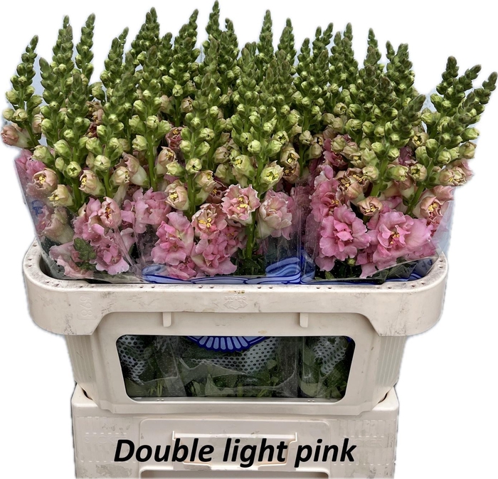 <h4>Antir Double Pink Ex</h4>
