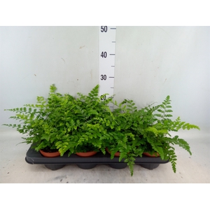 Asplenium parvati