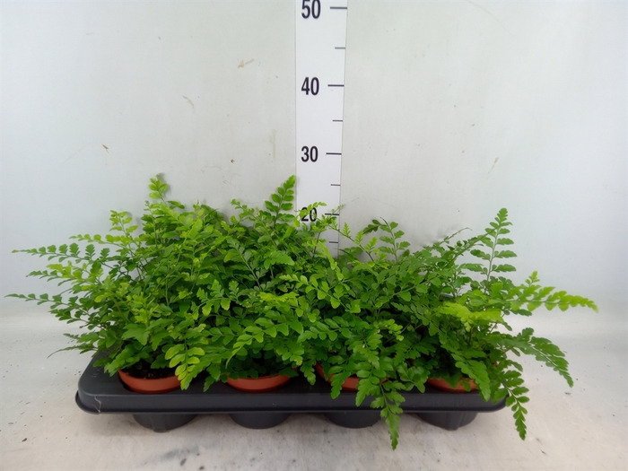 <h4>Asplenium parvati</h4>