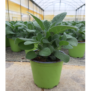 Salvia overig