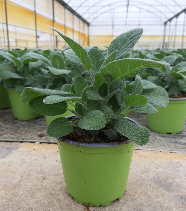 <h4>Salvia overig</h4>