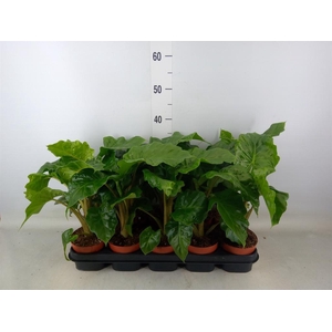 Alocasia  'Low Rider'