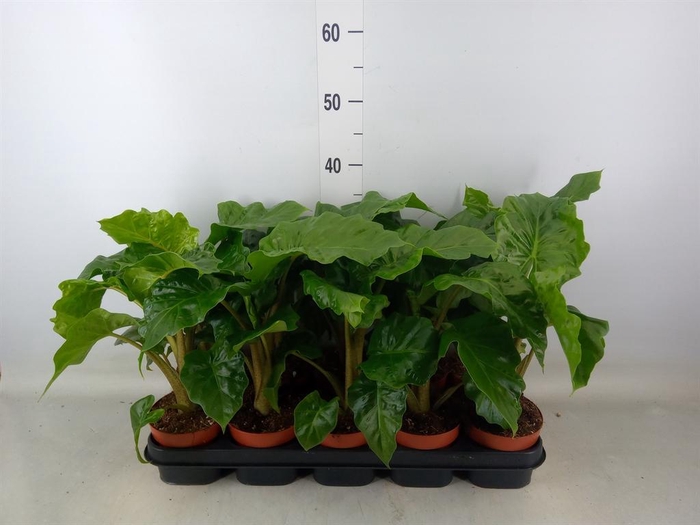 <h4>Alocasia 'Low Rider'</h4>