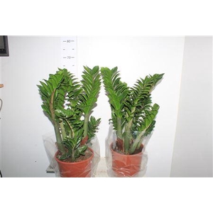 Zamioculcas Zenzi 6+