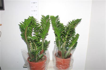 <h4>Zamioculcas Zenzi 6+</h4>