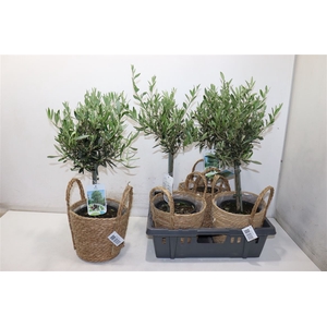 Olea Europaea