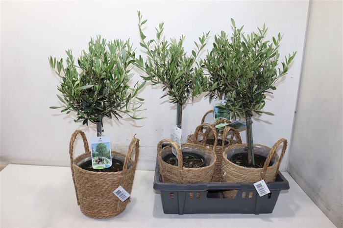 <h4>Olea Europaea</h4>