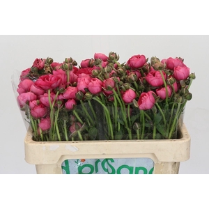 Ranunculus Magical Delight