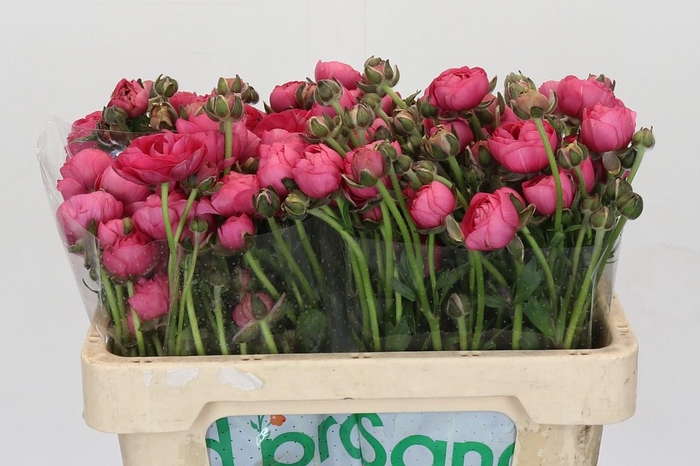 <h4>Ranunculus Magical Delight</h4>