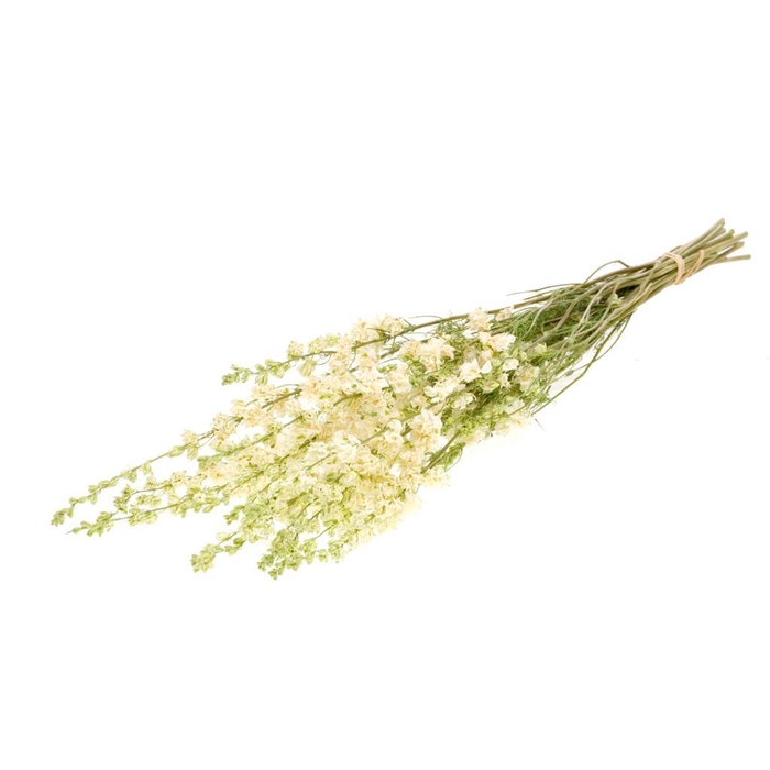 <h4>Delphinium Natural White</h4>