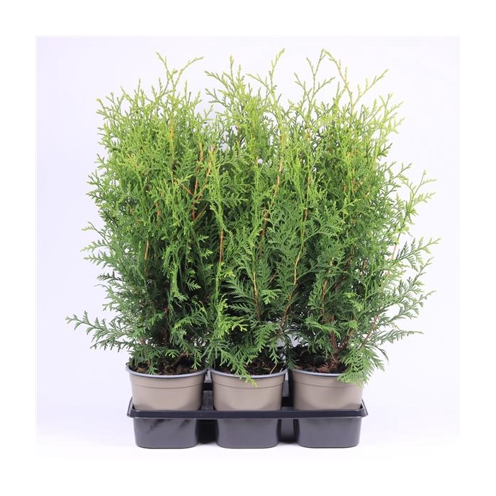 <h4>Thuja occidentalis 'Brabant'</h4>