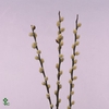 Salix Ca Snow Flake