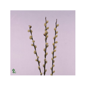 Salix Ca Snow Flake