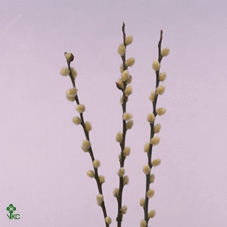 <h4>Salix Ca Snow Flake</h4>