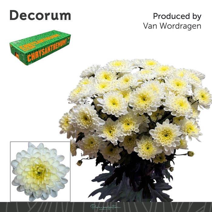 <h4>CHR T ALTAJ CREAM</h4>