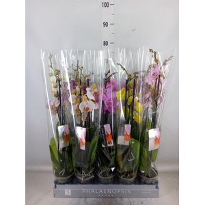 Phalaenopsis   ...mix  7