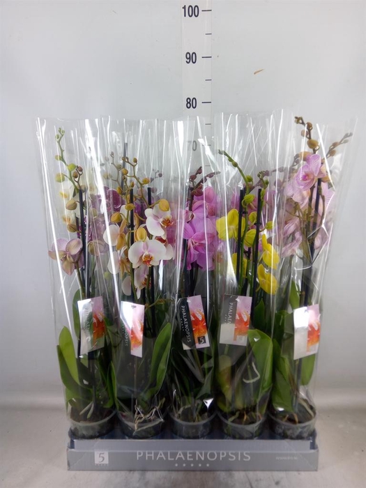 <h4>Phalaenopsis   ...mix  7</h4>