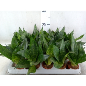 Sansevieria trifa. 'Hahnii'