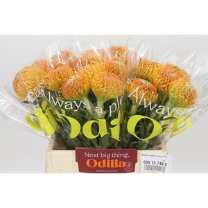 Nutans Ayoba Peach