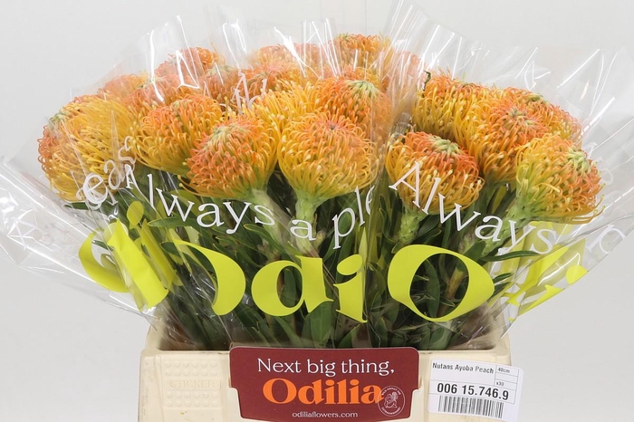 Nutans Ayoba Peach