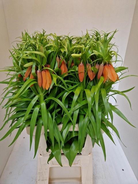 <h4>FRIT SUNRISE</h4>