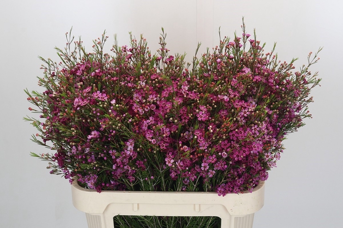 <h4>Chamelaucium Sexy Mysterious</h4>