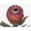 Protea Barb Ruby Princess